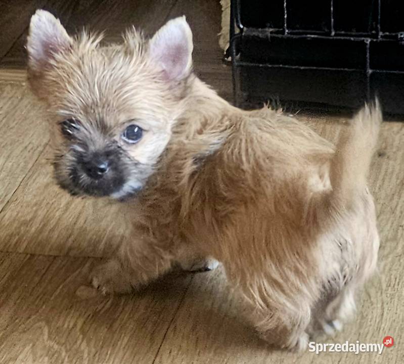 Yoreczka śliczna dziewczynka złota Częstochowa