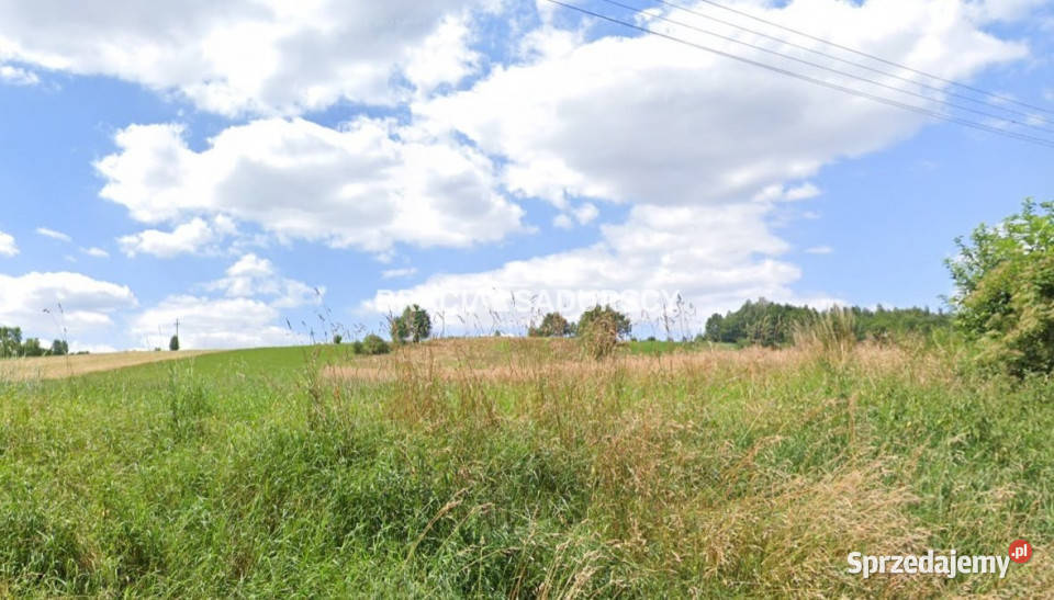 Grunt Młodziejowice 14300m2 Sprzedaż