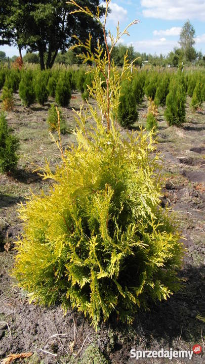 Thuja Yellow Ribbon 140 160 PRODUCENT
