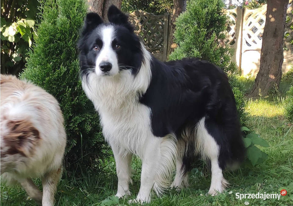 Reproduktor Krycie Border Collie Pozostałe podkarpackie Iwonicz