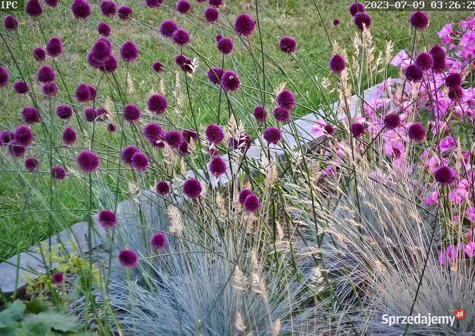 Rośliny z ogrodu Komornica sprzedam