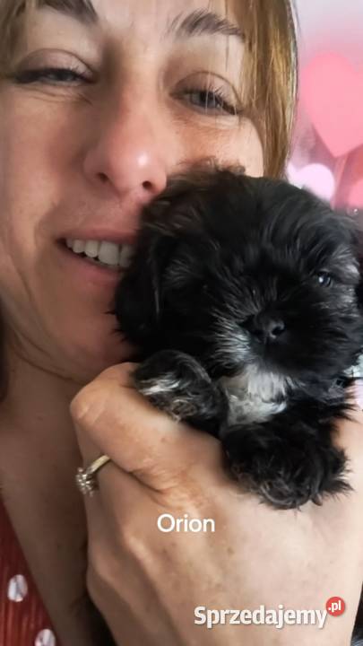 shihtzu czarny Hodowla psów rasowych Polski Dog Kozy sprzedam