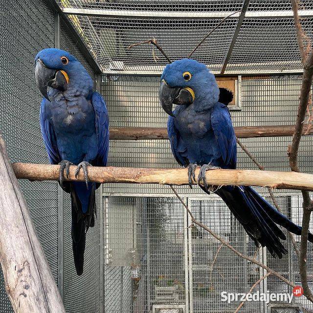 Kolorowe papugi i jaja papug na sprzedaż Warszawa