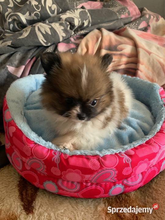 Szpic mini piesek pomeranian z rodowodem mazowieckie Stare Polesie