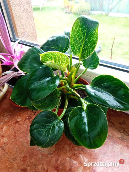 Filodendron szczawik monstera i inne Białystok sprzedam