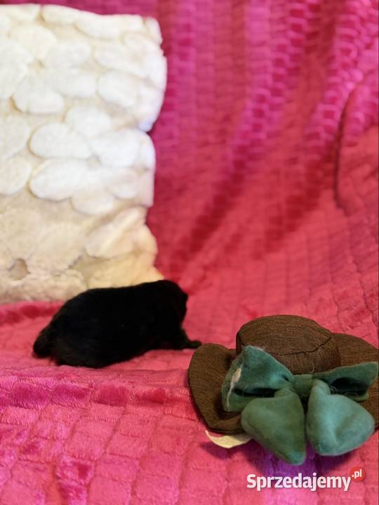 Szpic miniaturowy pomeranian boy Poniszowice