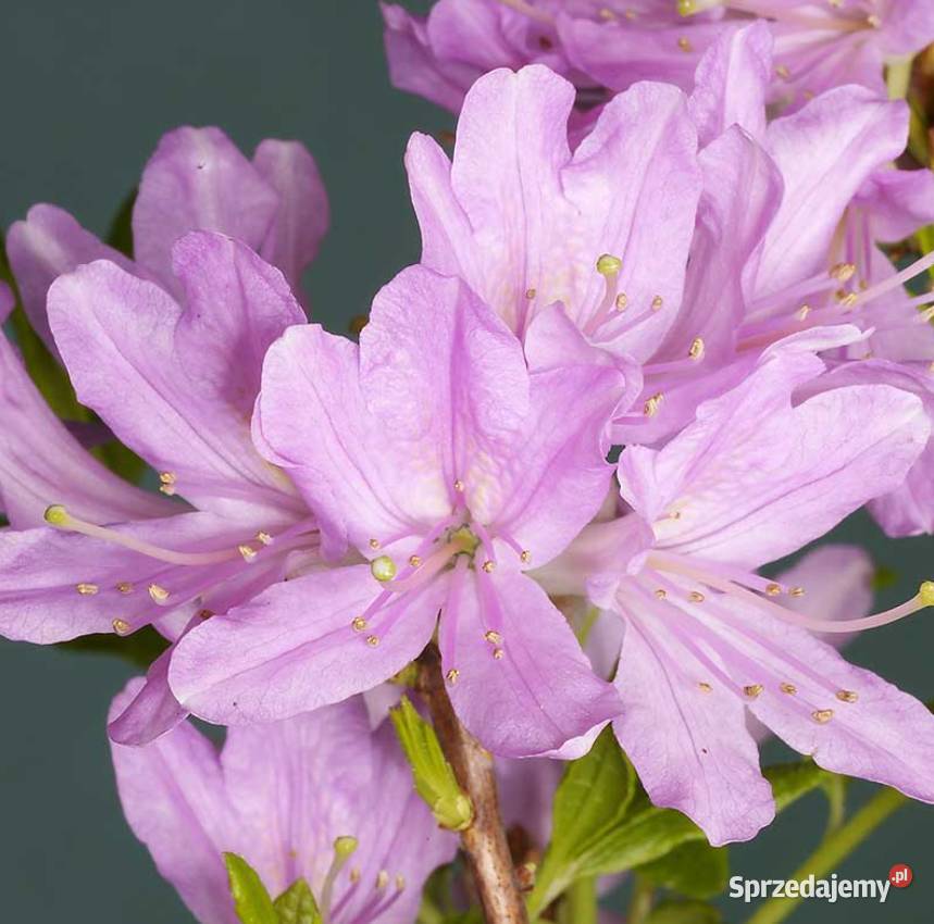 Azalia Wielkokwiatowa piękne kolory WIOSNĄ śląskie sprzedam