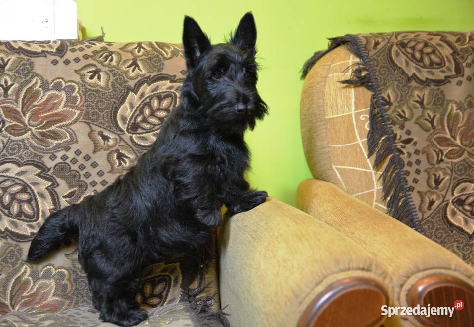 Terrier Szkocki rasowa suczka 4mce rodziny ZKwP Zwierzęta Mińsk Mazowiecki