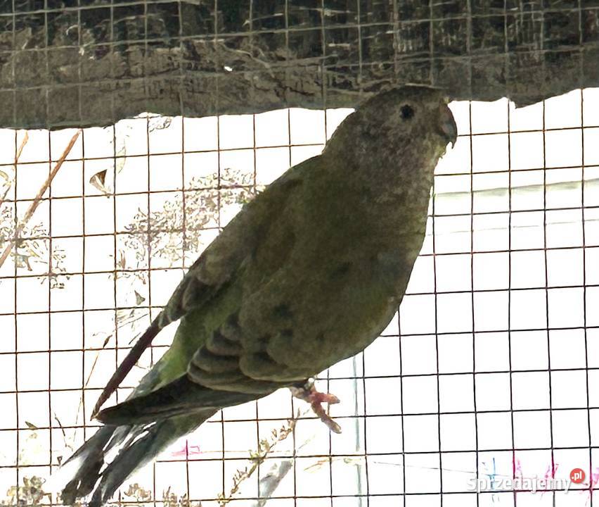 Sprzedam ptaki z zdjęcia Ptaki