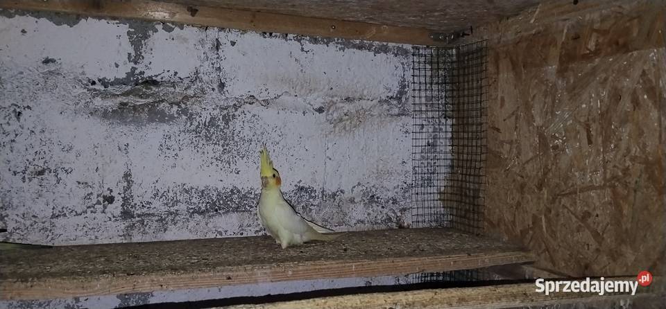 Papugi nimfy 2025 Ptaki