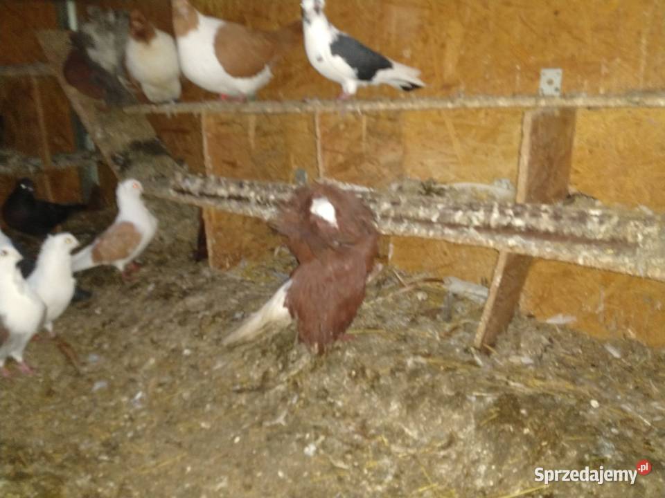 Gołębie pocztowe ozdobne Perukarz samiec lubelskie Cyców