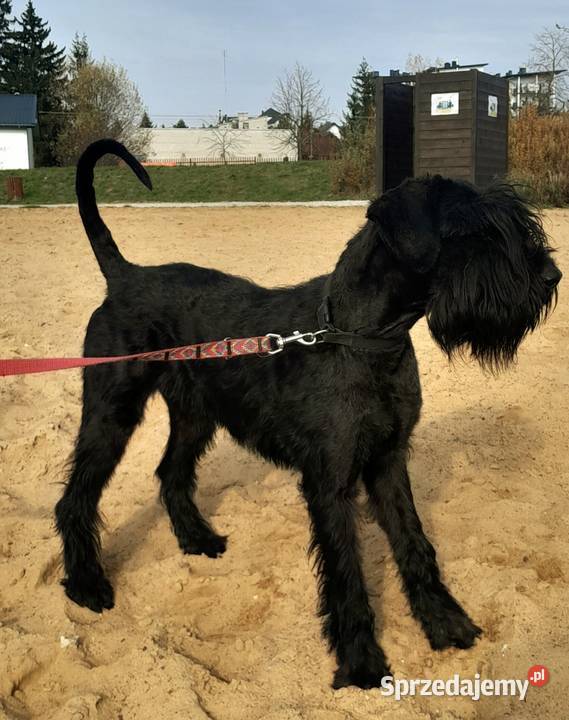 Sznaucer olbrzym szczenięta FCI mazowieckie Rozniszew sprzedam