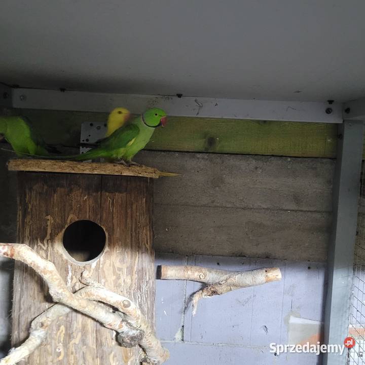 Aleksandretty lęgowe Polanka Wielka