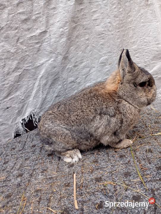 Sprzedam króliczki karzełki czarne szare havana Izbica-Wieś sprzedam