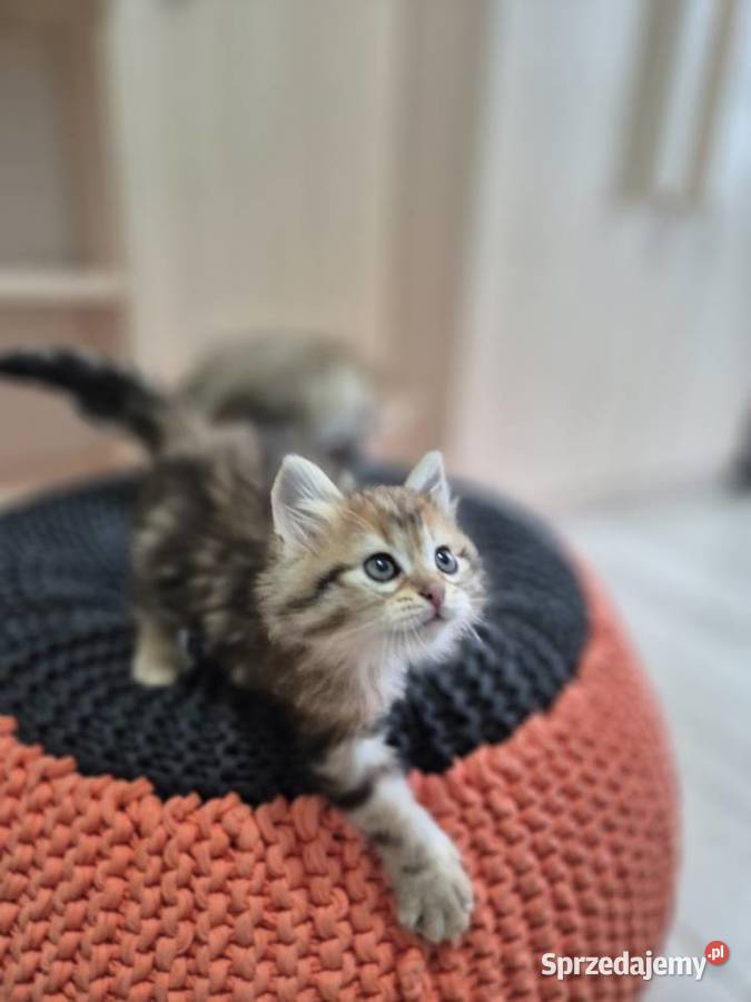 Syberyjska kotka OLIWKA rodowód FIFE FPL Syberyjski Stary Broniszew