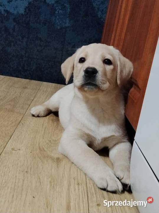 Piękne szczenięta rasy Labrador Retriever ZKwP warmińsko-mazurskie Nowe Miasto Lubawskie sprzedam
