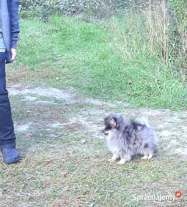Szpic miniaturowy blue merle tan Pabianice sprzedam