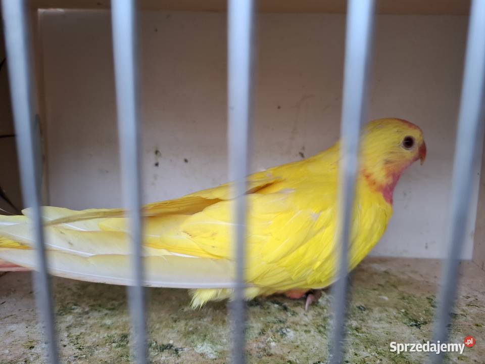 Księżniczka walii Ostrów Wielkopolski sprzedam