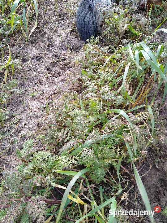 Facelia błękitna Żarnów