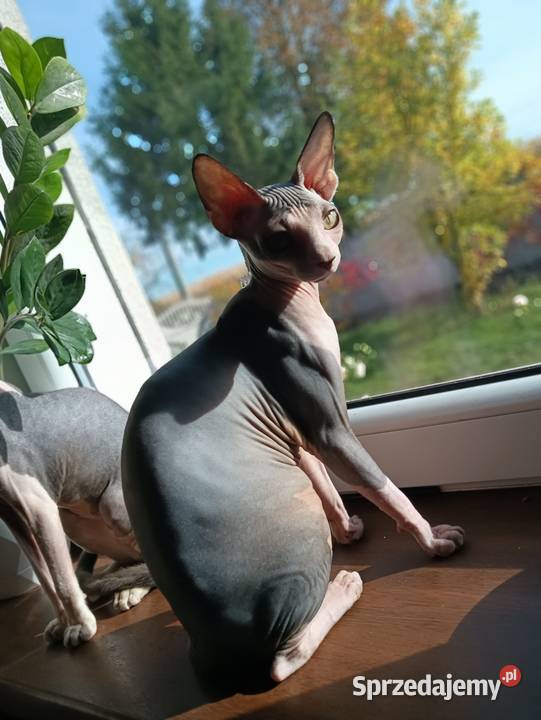 Kotka Sfinks Kanadyjski