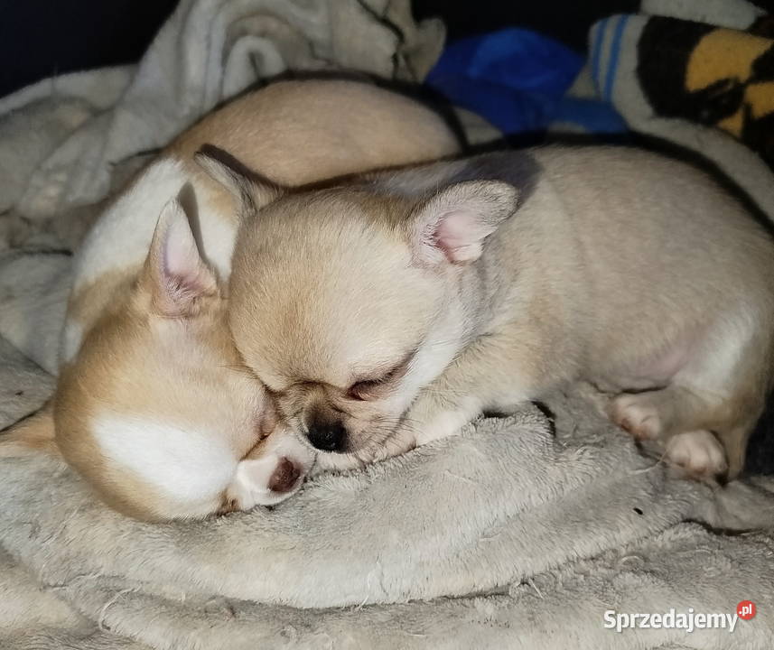 Chihuahua sunia krótkowłosa mini Psy wielkopolskie Konin