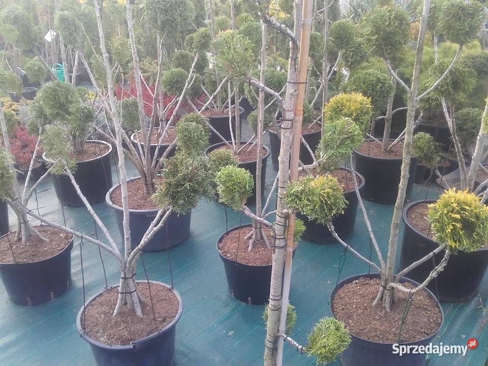 Drzewa Krzewy Rosliny Formowane Na Bonsai małopolskie Tarnów