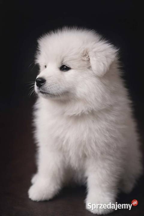 Samojed Samoyed suczka Pozostałe Nowa Wieś