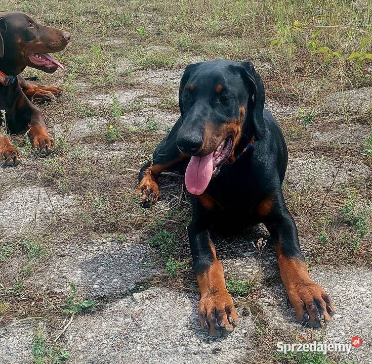 Doberman FCI Cudowny chłopczyk Szczecin sprzedam