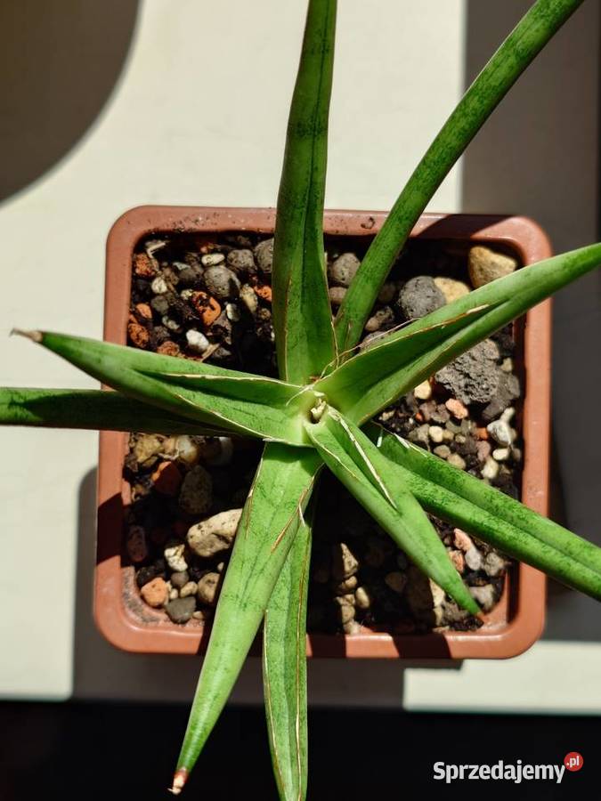Sansevieria hybr White Medusa roślina z kolekcji