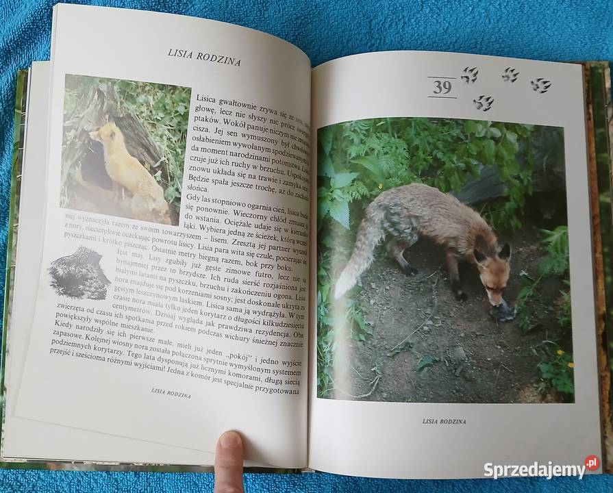 Leśne zwierzęta Twarda okładka Bytom