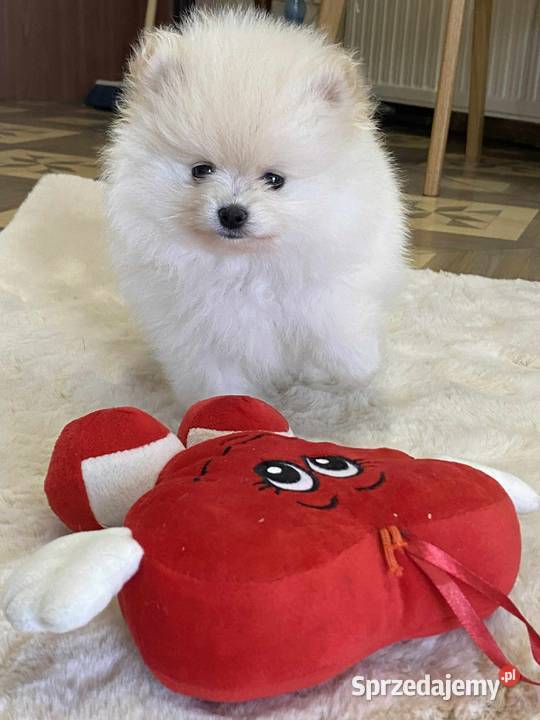 SZPIC MINIATUROWY POMERANIAN ŚLICZNA MALUTKA mazowieckie Warszawa