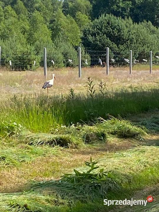 Piękna działka z częścią zalesioną Ogrodzona Samogoszcz sprzedam