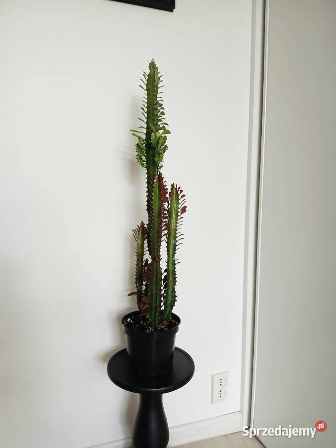 2w1 UNIKAT Euphorbia Trigona Rubra Green
