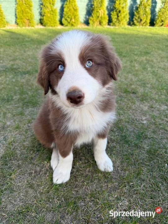 Szczeniaki Border Collie Jagatowo