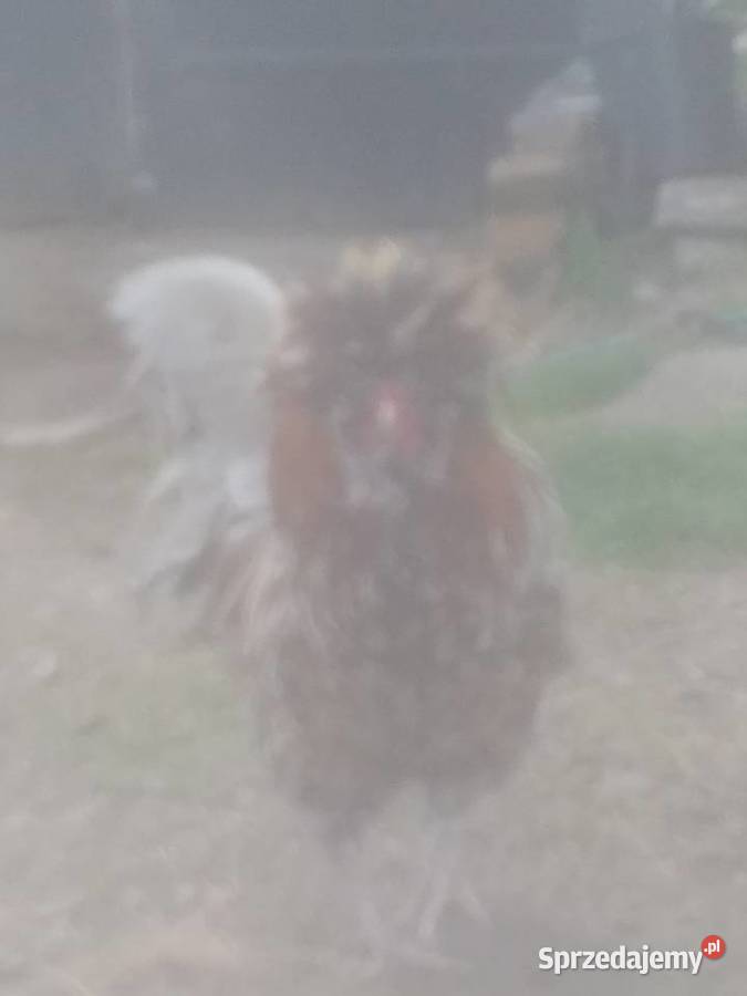 Koguty czubatki Sosnowica