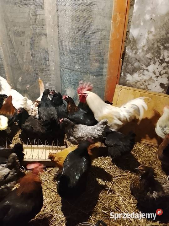 Sprzedam młode kurki Rolnictwo lubuskie Brzeźno