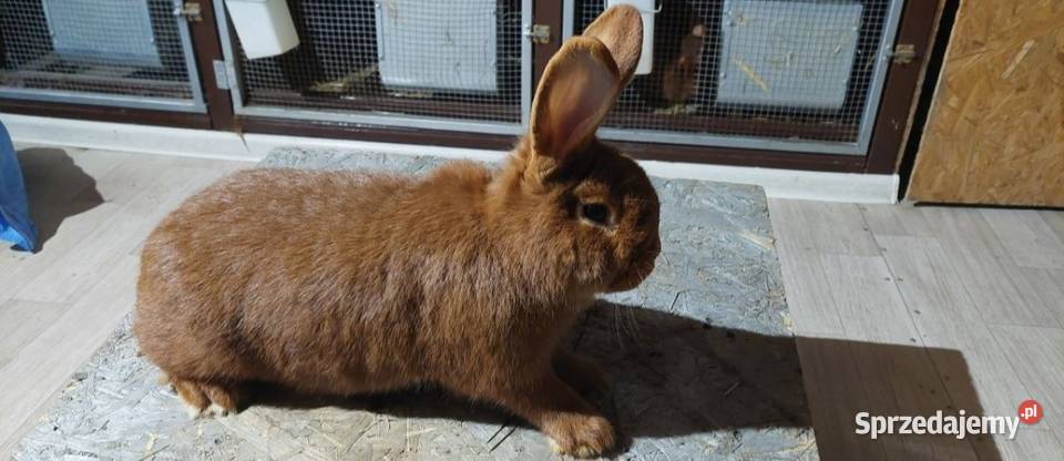 Samce samice nowozelandzki czerwony NC Szczyrzyc