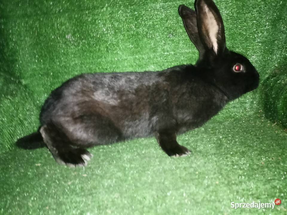 Sprzedam samce Króliki kujawsko-pomorskie sprzedam
