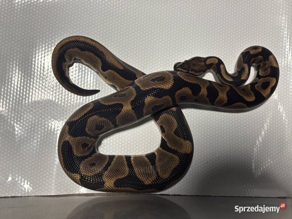Python regius pyton królewski samica małopolskie Kraków