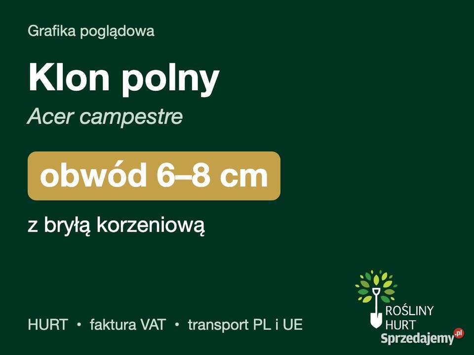 Klon polny Acer campestre obwód 68 z bryłą HURT