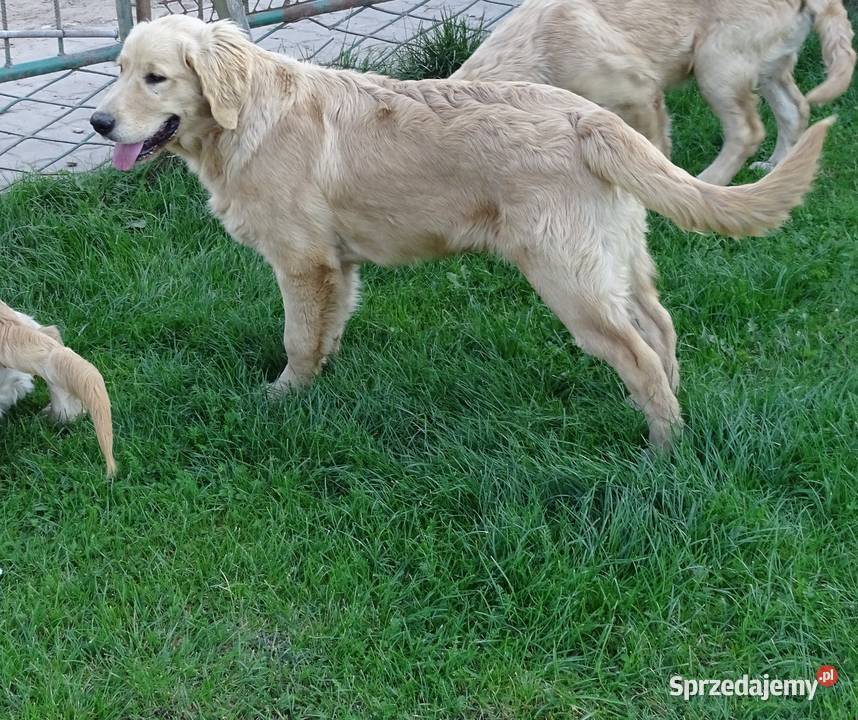 Golden retriever mazowieckie