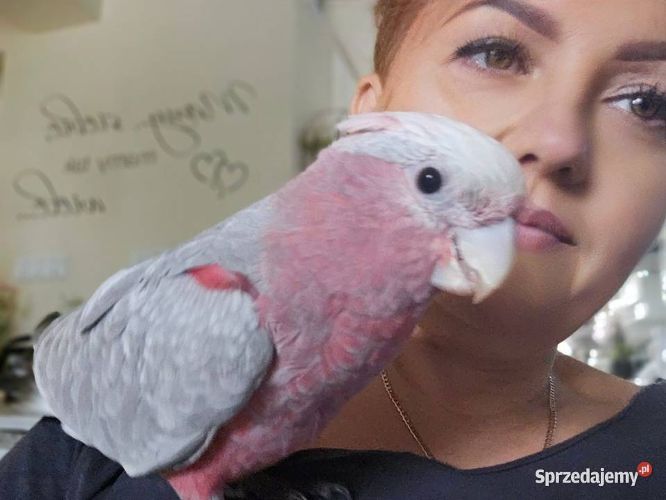 Kakadu różowe recznie wykarmiona Ostrów Wielkopolski