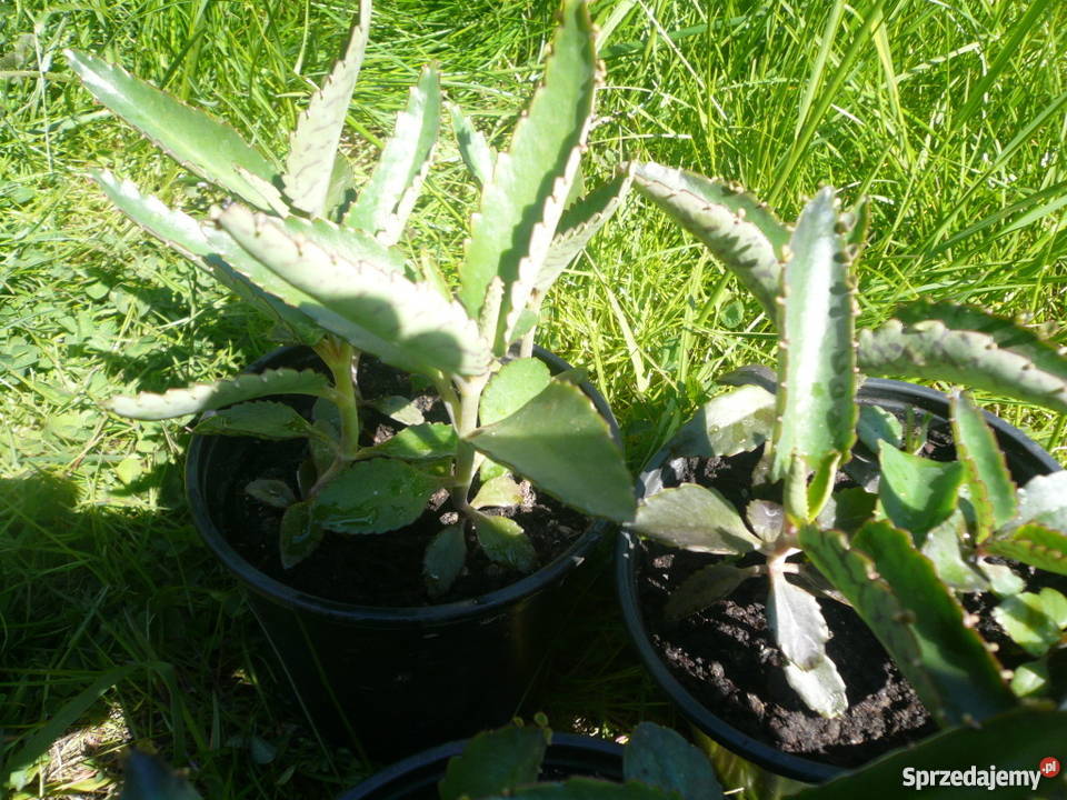 Żyworódka pierzasta lecznicza sadzonki 712