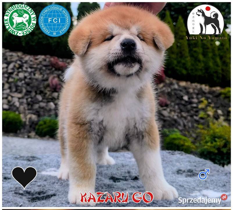 Akita Inu ZKwPFCI małopolskie Grybów