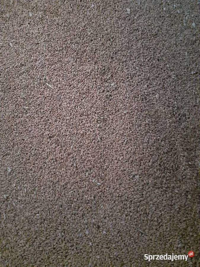 Pszenica ładne grube ziarno Rolnictwo