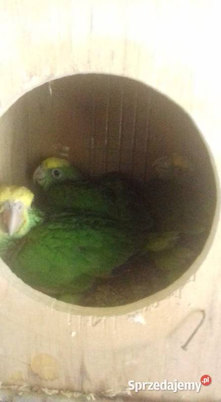 Amazonka budka lęgowa śląskie Wodzisław Śląski sprzedam