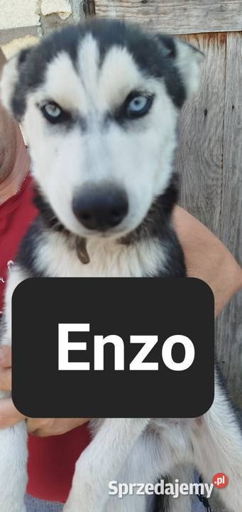 Szczeniaki syberiany husky Reda sprzedam