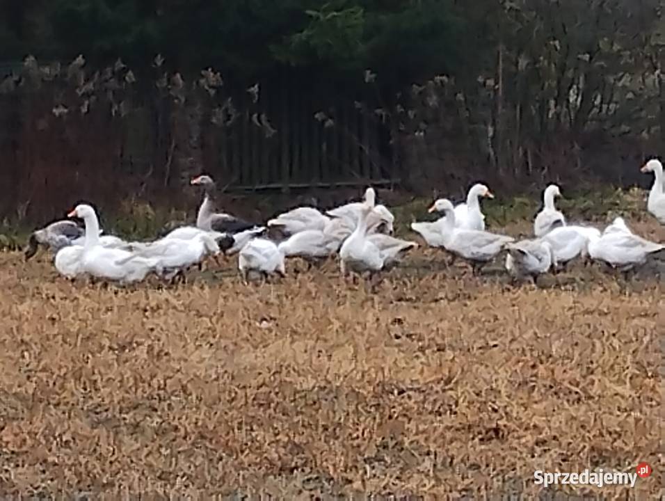 Gęsi żywe tuszki Wołów