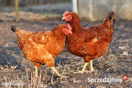 Kury nioski ROSA 1520 TYGODNI DOWÓZ Zgierz sprzedam