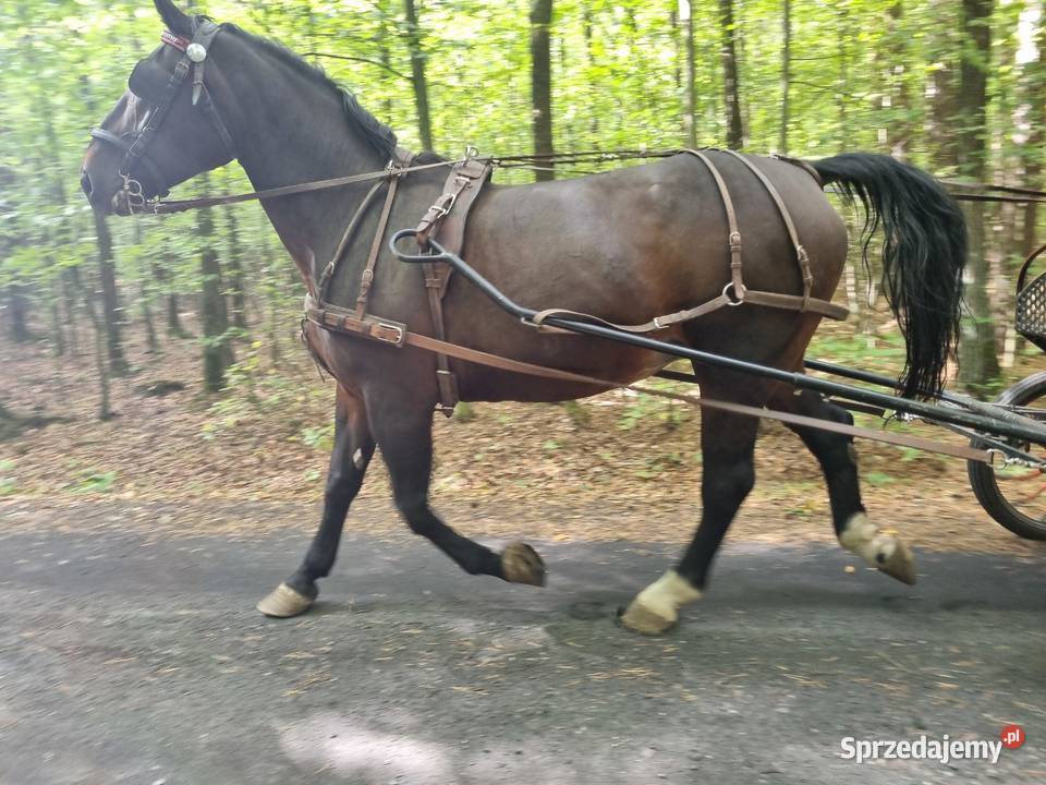 Klacz Śląska ze źrebakiem Klacz Źrebak Źrebak Rolnictwo